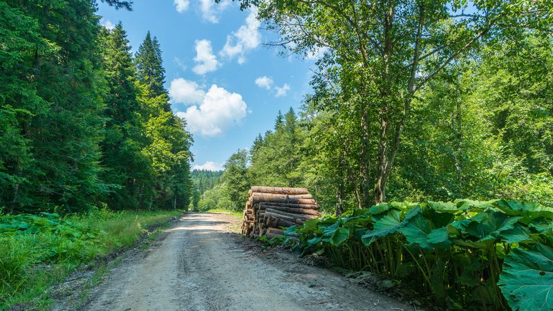Bucovina